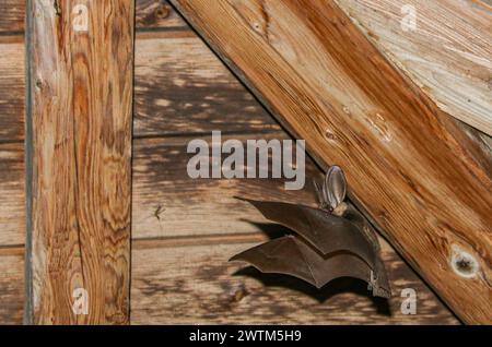 Langohr-Fledermaus (Plecotus auritus), die unter den Dachrinnen von Holzbalken fliegen Stockfoto