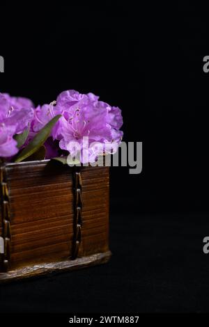 Violette Rhododendronblüten in einer antiken Holzkiste, auf schwarzem Hintergrund. Stockfoto
