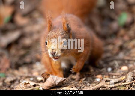 Front close up view of a red squirrel with a nut in its mouth. Stockfoto