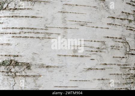 Weiße Birkenrinde, Betula-Pendel-Textur, natürlicher abstrakter Hintergrund. Alter Baumstamm, Nahaufnahme. Dubnica nad Vahom, Slowakei Stockfoto