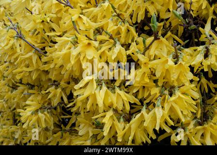 Blüte Forsythia intermedia blüht nach Regen, Nahaufnahme. Ornamentaler Laubstrauch. Natürlicher Hintergrund. Trencianske Teplica, Slowakei Stockfoto