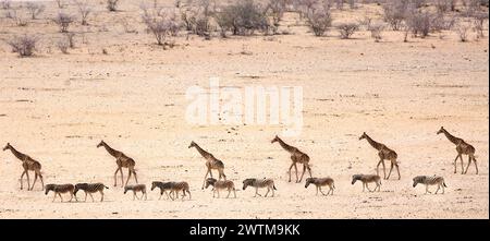 Fernansicht einer Herde Giraffe und einer kleinen Herde Zebra aus dem Dolomitenlager im westlichen Teil des Etosha Parks, Namibia. Dieser Sektor des Stockfoto