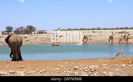 Ein einsamer afrikanischer Elefant trinkt aus einem Wasserloch, mit mehreren Giraffen und einer Herde Sprinbok trinken. Es gibt auch eine Herde von Plains Zebras Stockfoto