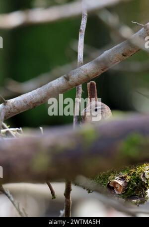 Wren troglodytes x2, kleiner dunkelbrauner Vogel feine Nadel wie Schwalbenschnabel kurz oft gesprenkter Schwanz feine Sperrung am Schwanz und Flügel blass Linie über Augenpuffer darunter Stockfoto