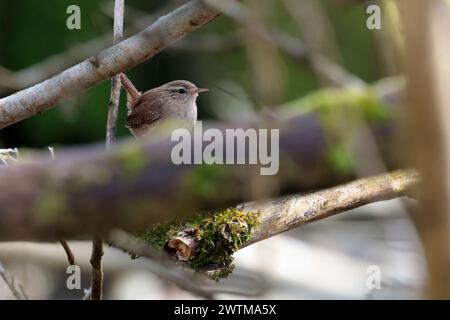 Wren troglodytes x2, kleiner dunkelbrauner Vogel feine Nadel wie Schwalbenschnabel kurz oft gesprenkter Schwanz feine Sperrung am Schwanz und Flügel blass Linie über Augenpuffer darunter Stockfoto