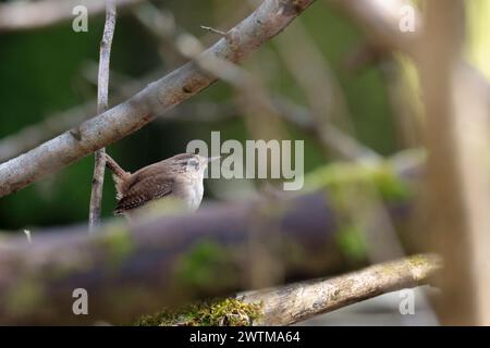 Wren troglodytes x2, kleiner dunkelbrauner Vogel feine Nadel wie Schwalbenschnabel kurz oft gesprenkter Schwanz feine Sperrung am Schwanz und Flügel blass Linie über Augenpuffer darunter Stockfoto