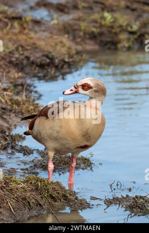 Ägyptische Gans Alopochen aegyptiaca, hellbrauner Körper dunkelbraune Augenflecken und Kragen dunkler Rücken und Flügel rosa rötliche Beine dunkel und blassrosa Schein Stockfoto