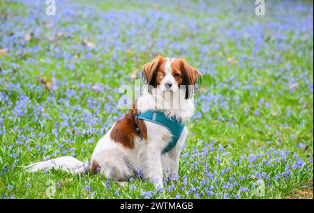 Hannover, Deutschland. März 2024. Daisy der Hund sitzt auf dem Lindener Berg inmitten sibirischer blauer Schmetterlinge (Scilla siberica). Quelle: Julian Stratenschulte/dpa/Alamy Live News Stockfoto