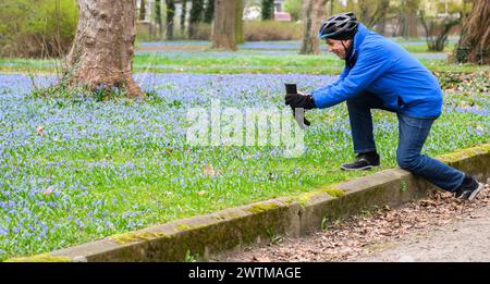 Hannover, Deutschland. März 2024. Manfred Gold fotografiert mit seinem Smartphone auf dem Lindener Berg blühende sibirische blaue Schmetterlinge (Scilla siberica). Quelle: Julian Stratenschulte/dpa/Alamy Live News Stockfoto