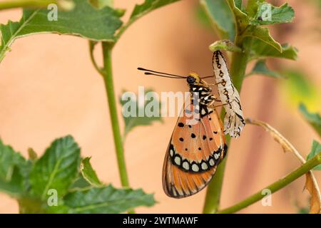 Der Schmetterling tauchte aus der Puppe und die Larve im Wald auf. Der Tawny Caster taucht eine Chrysalis auf. Acraea terpsicore. Makro. Stockfoto