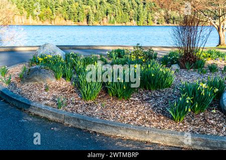 Neu gekeimte Narzissen Blüten am Lake Washington in Seattle. Stockfoto