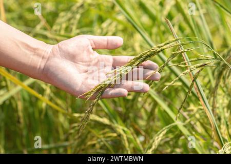 Hand halten Ohr aus Reis. Hand sanft auf Reis auf einem Reisfeld. Bauern halten sich mit ihren Händen an Reisohren fest, um das Konzept nach pla zu überprüfen Stockfoto