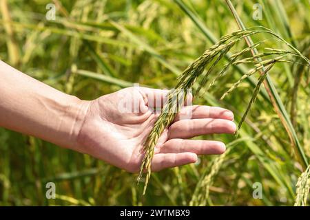 Hand halten Ohr aus Reis. Hand sanft auf Reis auf einem Reisfeld. Bauern halten sich mit ihren Händen an Reisohren fest, um das Konzept nach pla zu überprüfen Stockfoto