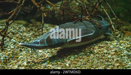 Sterlet (Acipenser ruthenus), Baden-Württemberg, Deutschland, Europa Stockfoto