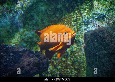 Garibaldi Damselfish (Hypsypops rubicundus) ist eine Art von hellen Orangenfischen aus der Familie der Damselfish. Stockfoto