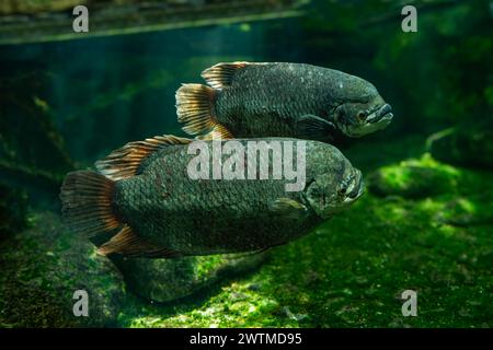 Der riesige Gourami (Osphronemus goramy) ist eine Art großer Gourami, die in Süßwasserhabitaten in Südostasien beheimatet ist Stockfoto