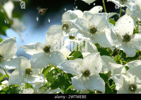 Cornus kousa – Chinesisches Hundeholz „China Girl“ – Wassertropfen, die auf die Blüten von Chinesen fallen. Stockfoto