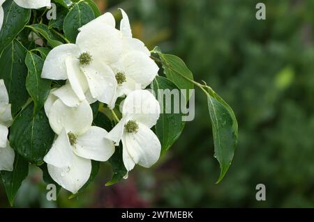 Cornus kousa - Chinesisches Hundeholz 'China Girl' - Blüten mit Wassertropfen - Kopierraum. Stockfoto