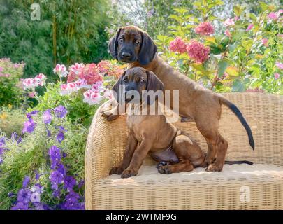 Zwei junge bayerische Sennenhund-Welpen, 8 Wochen alt, posieren spielerisch zusammen auf einer kleinen Korbbank in einem blühenden Garten, Deutschland Stockfoto