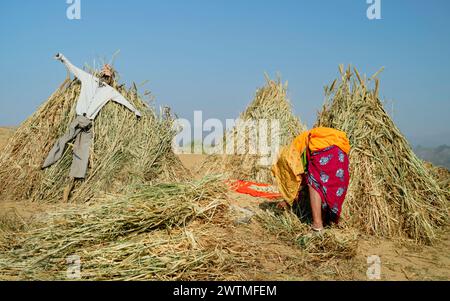 Unbekannte Frau in farbenfrohen Kleidern, die Weizen aus Spreu aussortieren, zwischen Getreidesäulen und Schreckenkrähen in der Wüste Thar. Puschkar, Indien. Stockfoto