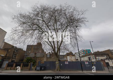 Southend on Sea, Großbritannien. März 2024. Die Bewohner haben eine Kampagne gegründet, die "HIRSCH", die "Southend Tree Action Group", um eine 150 Jahre alte Platane in London zu retten und sie Chester zu nennen. Der gemeinderat hat behauptet, dass der Baum eine Gefahr für Fußgänger darstellt, die zu viel vom Bürgersteig mit seinen Wurzeln einnehmen. DIE DEUTSCHEN haben mit einer Petition und über 30000 Unterschriften geantwortet. Die Gruppe plant auch, Ende dieses Monats aus Protest vom Baum zu den ratsbüros zu marschieren. Penelope Barritt/Alamy Live News Stockfoto