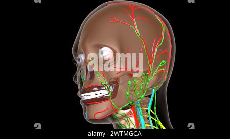 Weibliche Lymphknotenanatomie mit Skelett für die medizinische 3D-Illustration Stockfoto