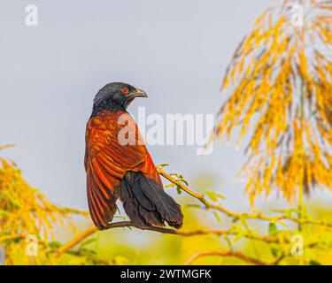 Ein größerer Coucal, der seitlich auf einen Baum blickt Stockfoto