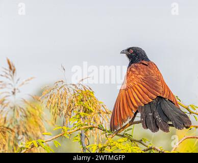 Ein größerer Coucal, der seine Flügel trocknet Stockfoto