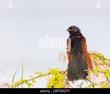 Ein größerer Coucal, der auf einem Baum ruht Stockfoto