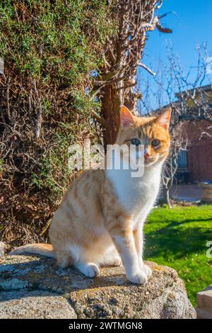 Tabby und weiße Katze sitzend, in die Kamera schaut. Stockfoto