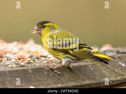 Nahaufnahme eines männlichen Sisthelvogels, der Samen auf einem Tisch isst Stockfoto