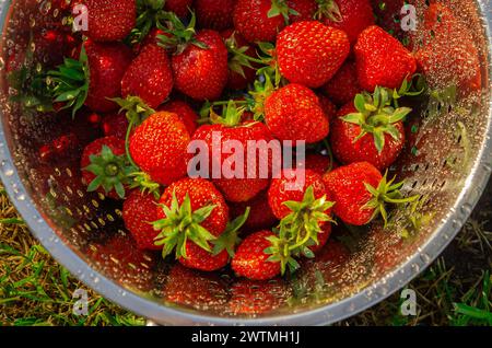 Bio-Erdbeeren. Erdbeeren in einem Sieb Stockfoto