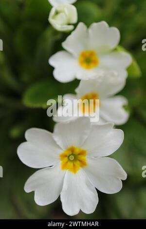 Weiße Primula mit zarten Blütenblättern, gelben Staubblättern und grünen Blättern im Garten, frühlingshafte weiße Primula vertikal, blühende Blumen, Blumenfoto Stockfoto