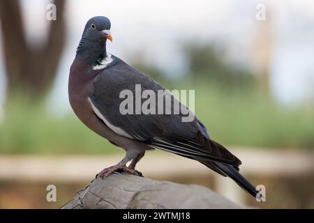 Holztaube, Columba palumbus, auf Holzgeländer in Picknickbereichen des Naturparks Mata und Torrevieja Lagunen, Spanien Stockfoto