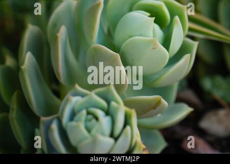 Echeveria, Echeveria ist eine Gattung von saftigen Pflanzen, sonniger Tag, keine Menschen, Argentinien Stockfoto