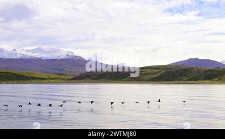 Beeindruckender Panoramablick auf den Beagle-Kanal mit Kormoranschwärme, die in Row, Ushuaia, Patagonien, Argentinien, Südamerika fliegen Stockfoto