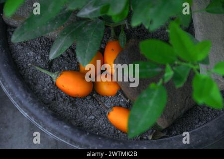 Frische gelbe Auberginen auf dem Baum, bevor sie von den Landwirten geerntet werden Stockfoto