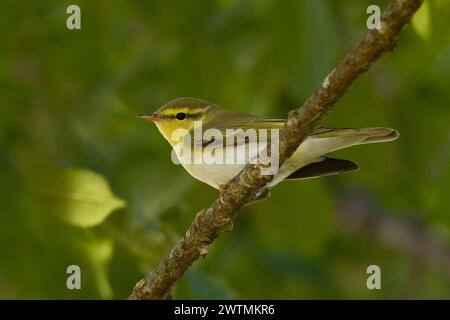 Wood Warbler, Phylloscopus Sibilatrix, Nordost-Italien Stockfoto