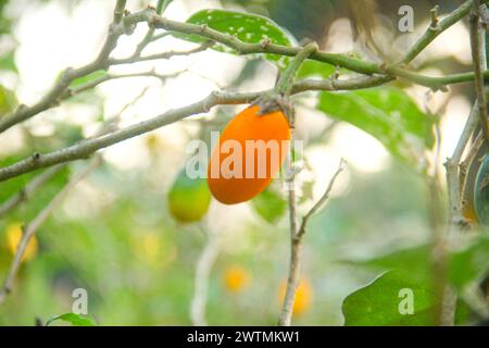 Frische gelbe Auberginen auf dem Baum, bevor sie von den Landwirten geerntet werden Stockfoto