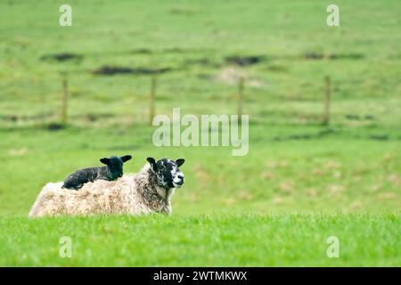 Frühlingslämmer mit ihrer Mutter. Stockfoto