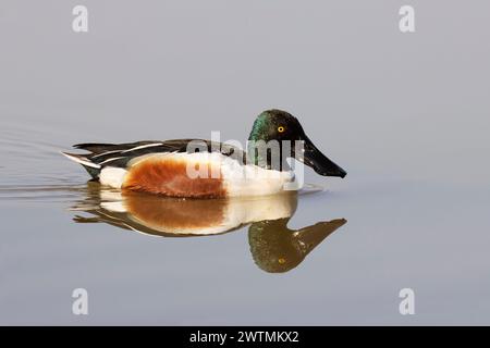 Nordschaufel, Spatula Clypeata, männlich, Riserva Naturale, Isola della Cona, Nordost-Italien Stockfoto