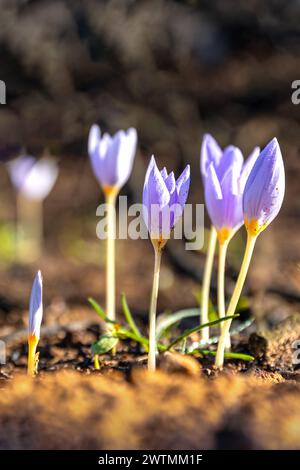 Crocus pulchellus oder haarige Krokus Lila Blüte im frühen Frühling nach den Waldbränden, die Natur wiedergeboren Stockfoto