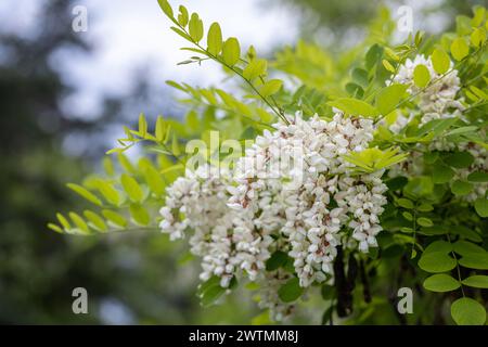 Wunderschöner Frühlingshintergrund mit weißen Blumen. Weiß blühende Zweige der Schwarzen Heuschrecke oder Robinia pseudoacacia Stockfoto