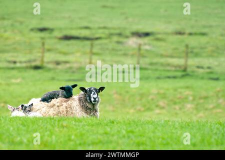 Frühlingslämmer mit ihrer Mutter. Stockfoto