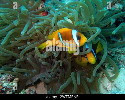 Clownfische im Korallenriff während eines Tauchgangs in Bali Stockfoto