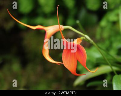 Orchidee, Masdevallia Solar Flare, Orchidaceae. Stockfoto