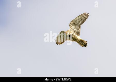 Nahaufnahme des betenden Kestrel, Falco Tinnunkulus, während er mit Augen auf die Beute am Boden vor neutralem grauem Hintergrund jagt Stockfoto