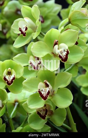 Orchidee, Cymbidium Chiltington Common 'Hermitage Vert', Orchidaceae. Cymbidium, auch bekannt als Bootsorchiden, ist eine Gattung der immergrünen blühenden Pflanze Stockfoto