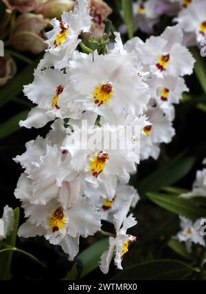 Orchidee, Cymbidium Alexandrae, Odontoglossum crispum, Orchidaceae. Entdeckt von Theodor Hartweg in den kolumbianischen Anden zwischen 1841 und 1842. Stockfoto