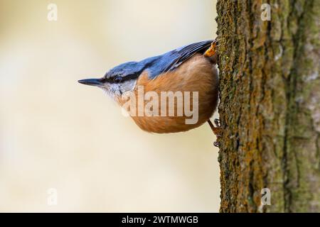 Eurasische Nuthatch / Holz-Nuthatch (Sitta europaea caesia) männlich, der entlang eines Baumstamms im Wald auf der Suche ist Stockfoto